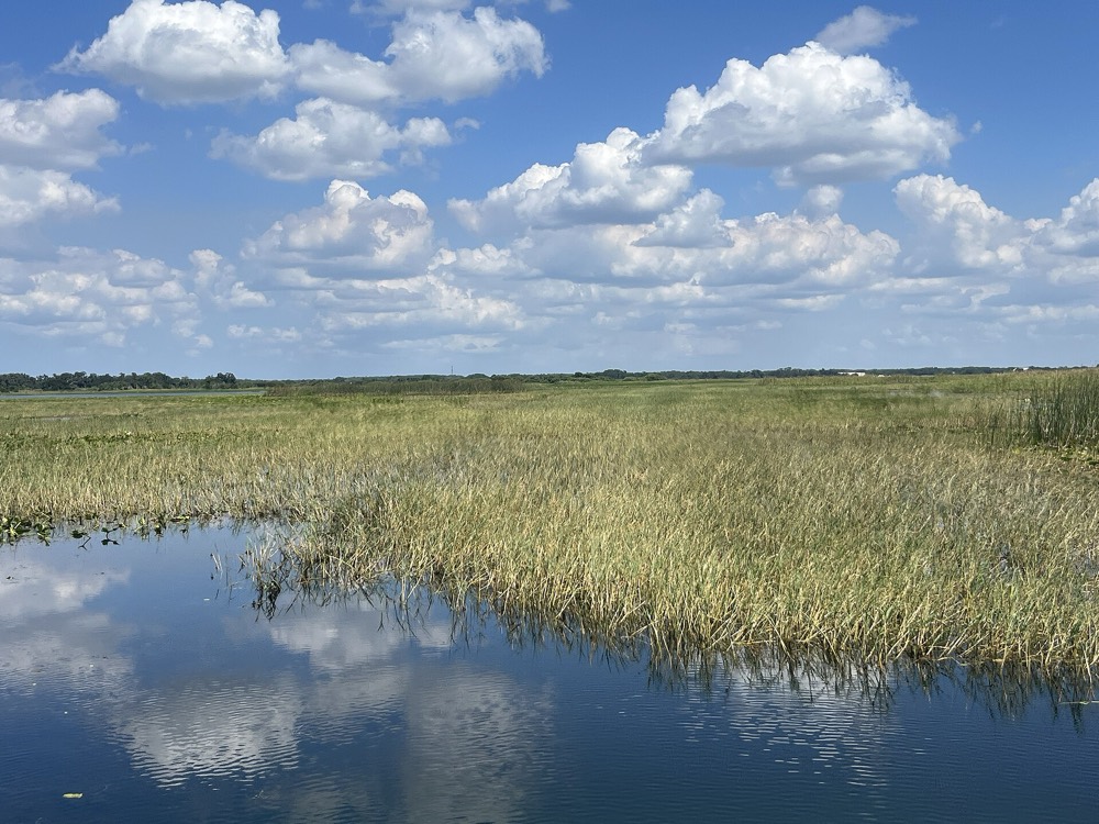 Reeds and still water on East Lake Tohopekaliga, with clouds reflected in the lake