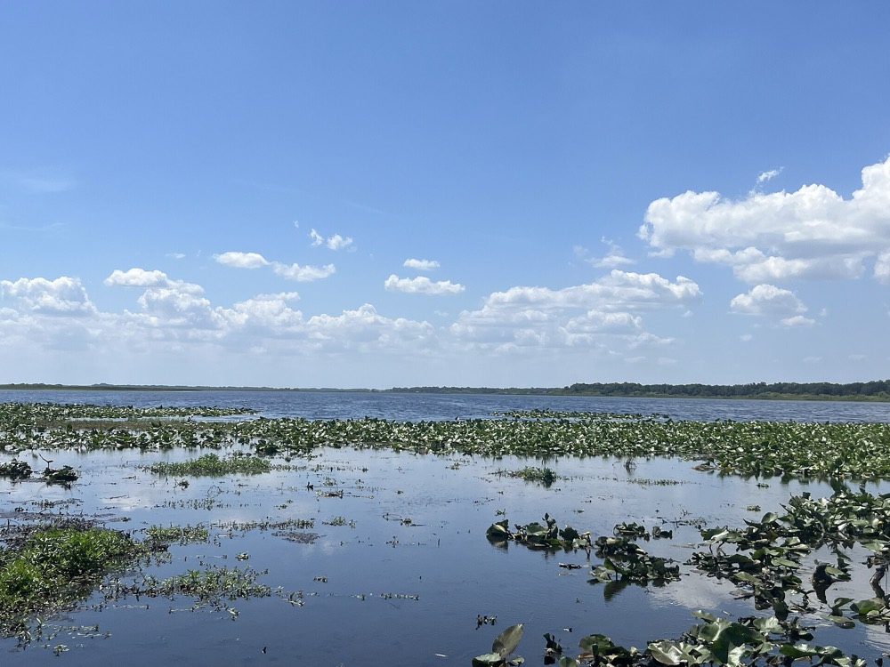 Lily pads and open water on East Lake Tohopekaliga under a blue sky