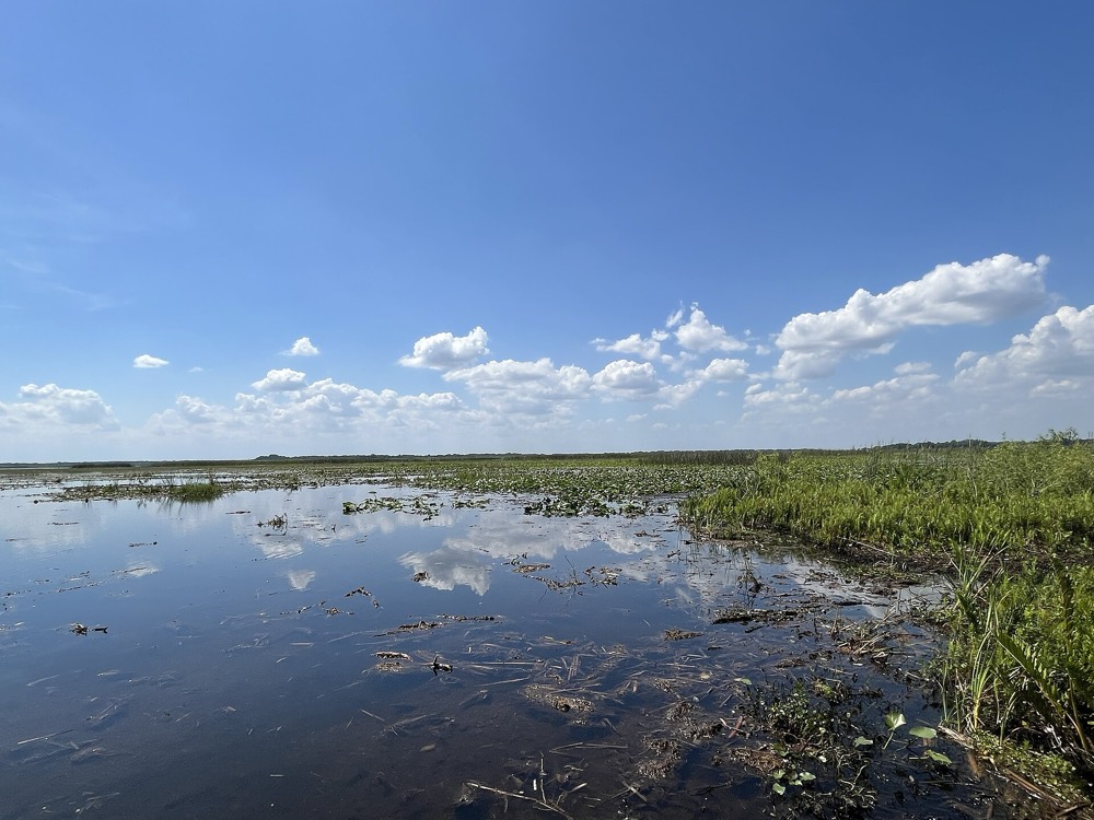 Still water and marsh on the edge of East Lake Tohopekaliga