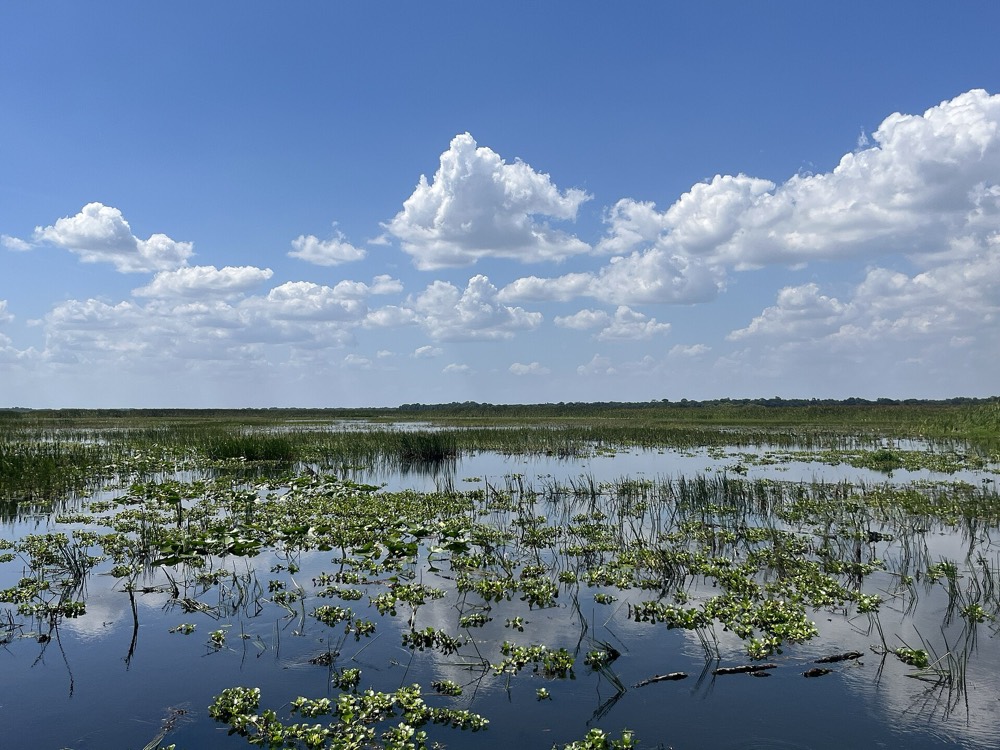 Water plants and open water on East Lake Tohopekaliga, with clouds over the far shore
