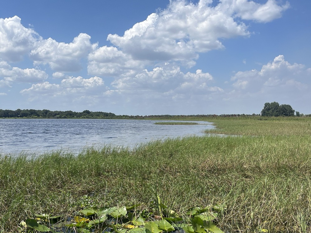 A grassy shoreline on East Lake Tohopekaliga